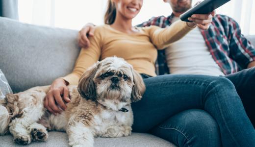 Собака и телевизор