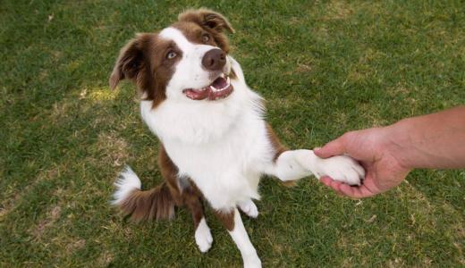 Самые умные породы собак