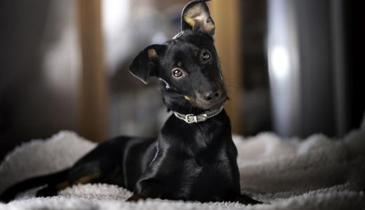 Фото собака с поднятым ухом