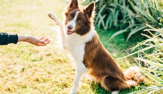 Самые умные породы собак