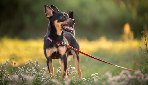 Карликовый пинчер