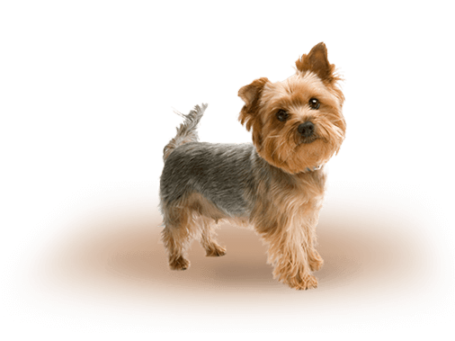 Фото собаки породы йоркширский терьер