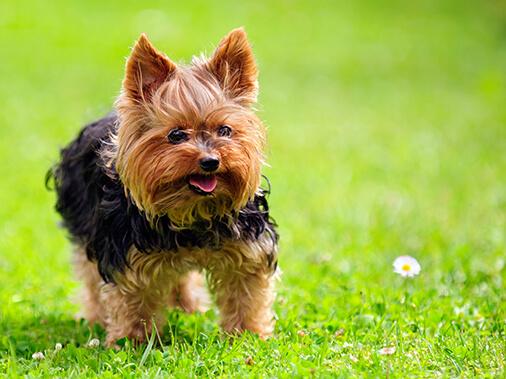 КАК УХАЖИВАТЬ ЗА ЙОРКШИРСКИМ ТЕРЬЕРОМ