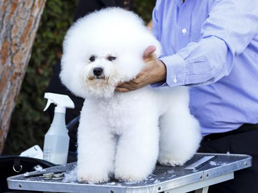 Порода Бишон-фризе - характер, плюсы и минусы породы