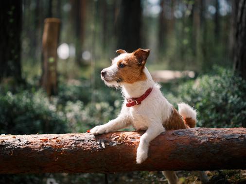 Нагрузки для беременной собаки