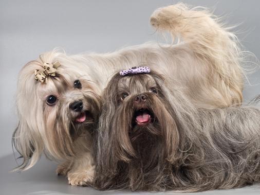 Русская цветная болонка