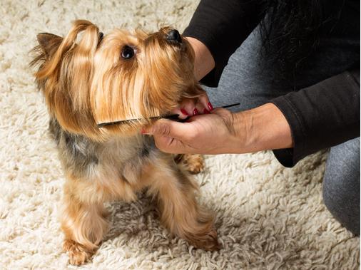 Фото стрижки йорка