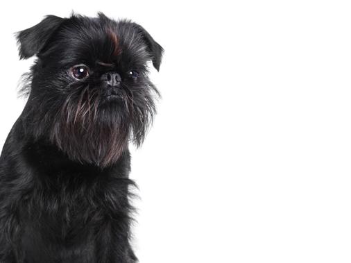 Такие разные гриффоны