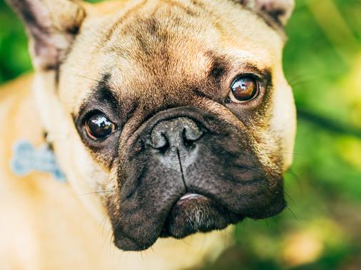 Уход за глазами собак со сплюснутой мордой