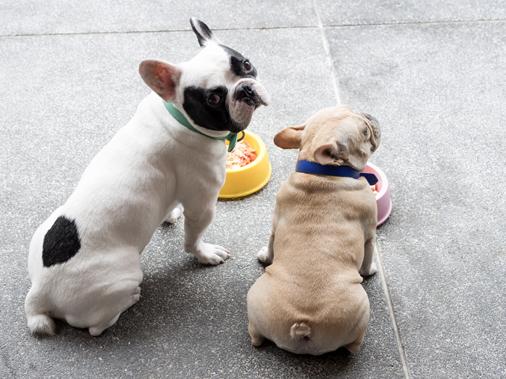 Влажный корм при лишнем весе у собак