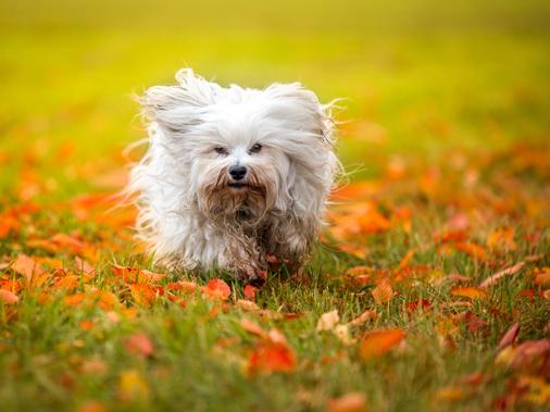 Глаза и уши бишона