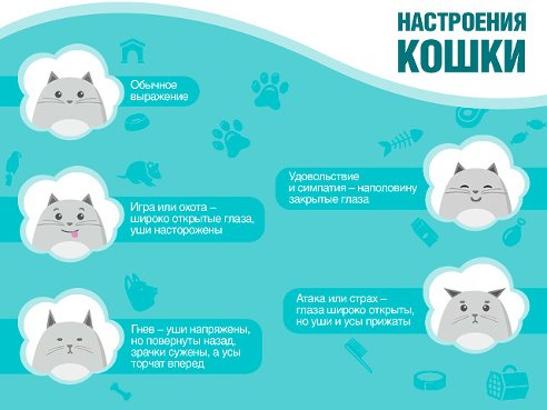 Как можно понять настроение кота