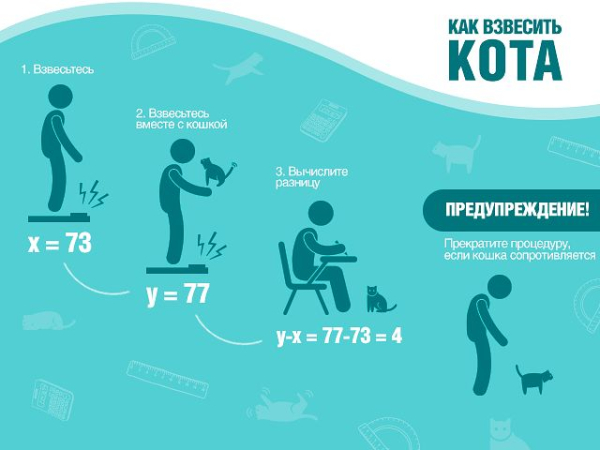 ​Как и для чего нужно взвешивать кота