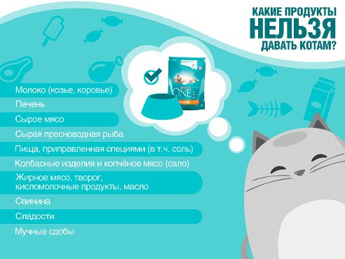 Что нельзя давать кошкам и почему