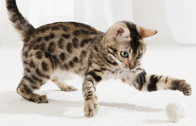 Игры для кошек