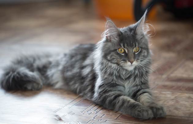 Причины выпадения шерсти у кошки