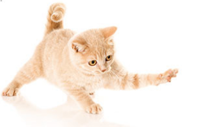 ​Новорожденные котята: уход