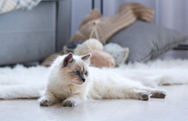 Сколько лет живет кошка?