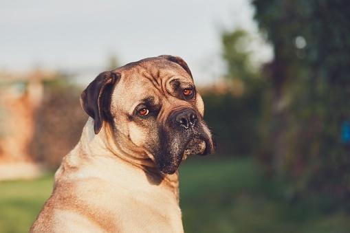 Фото собаки