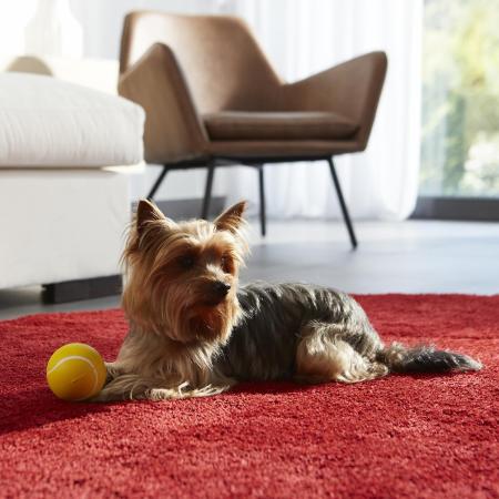 Фото собаки с запором