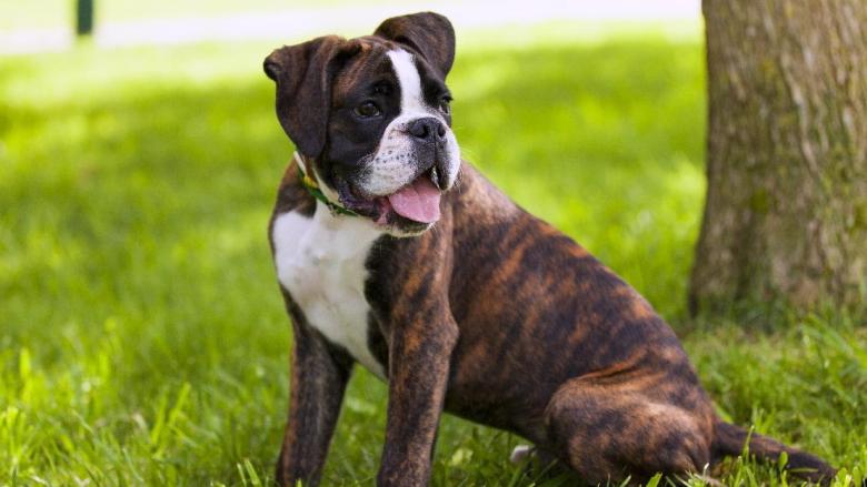 Фото собаки