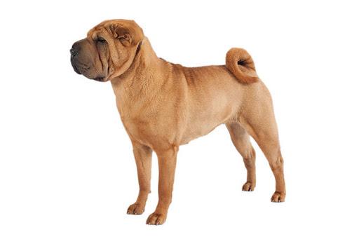 Фото шарпея