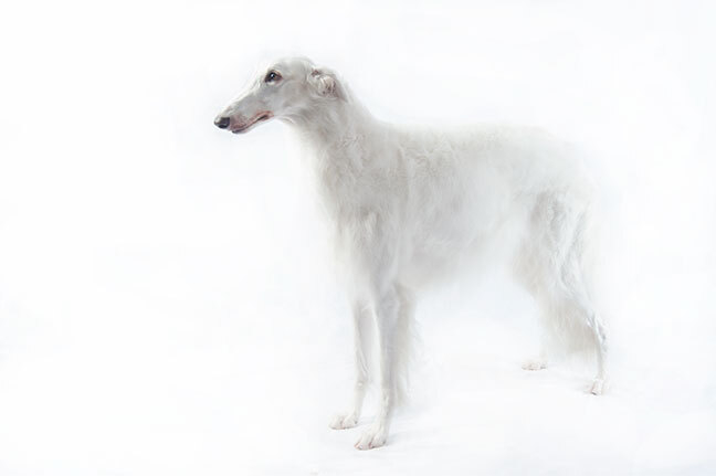 Русская псовая борзая