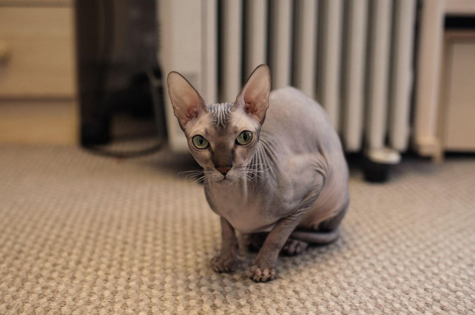 Донской сфинкс сидит на полу