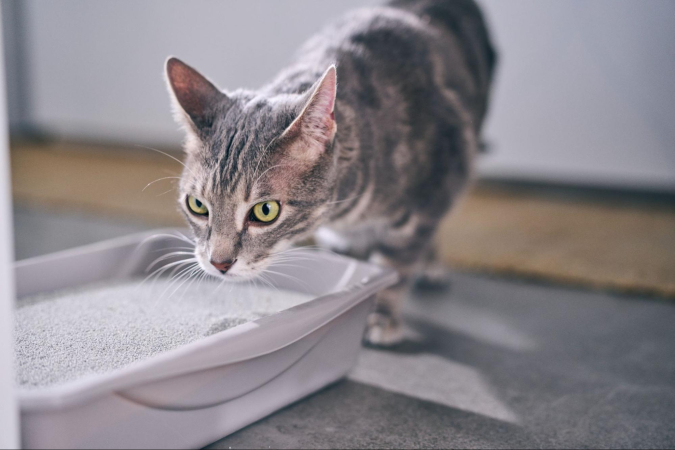 Кошка нюхает наполнитель