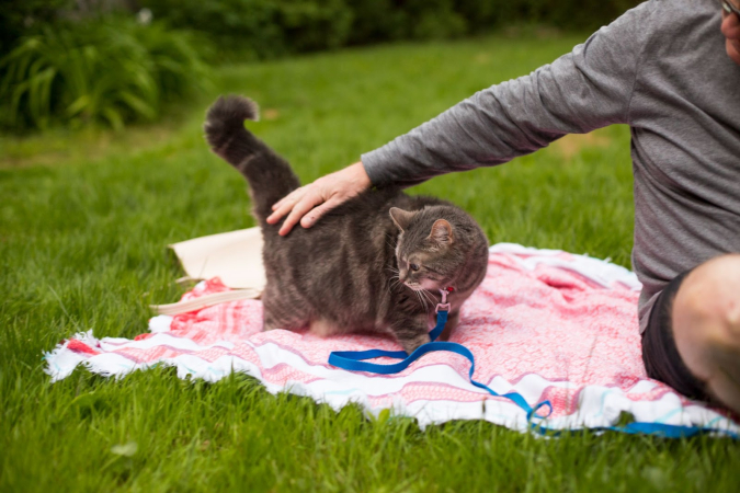 Кошка на улице