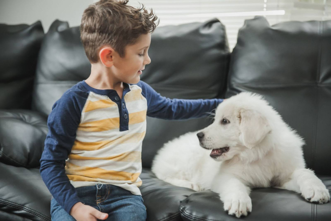 Как отучить собаку писать дома