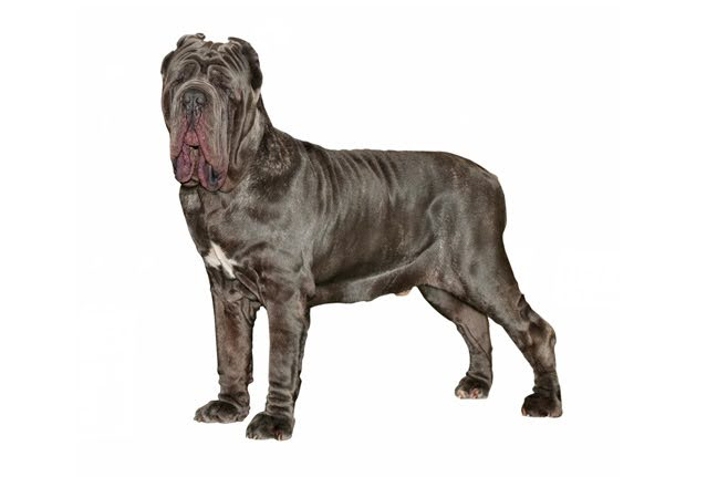 Мастино неаполитано