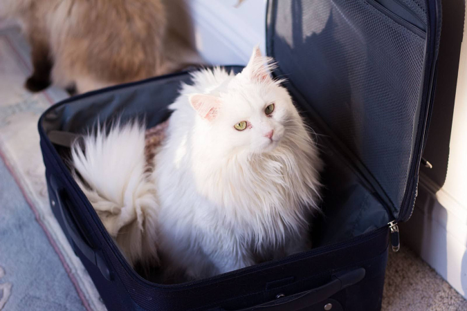 Путешествие с кошкой