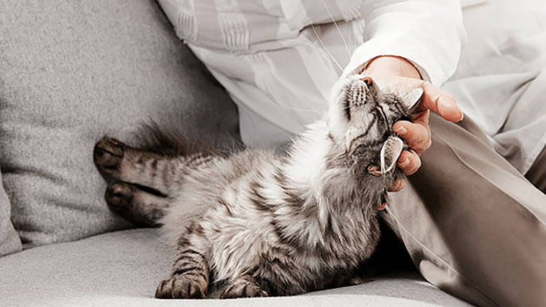 У кота горячие уши