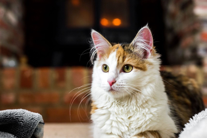 Акне у кошек