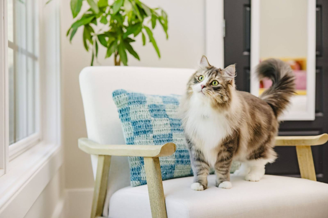 Активные игры для профилактики лишнего веса кошек