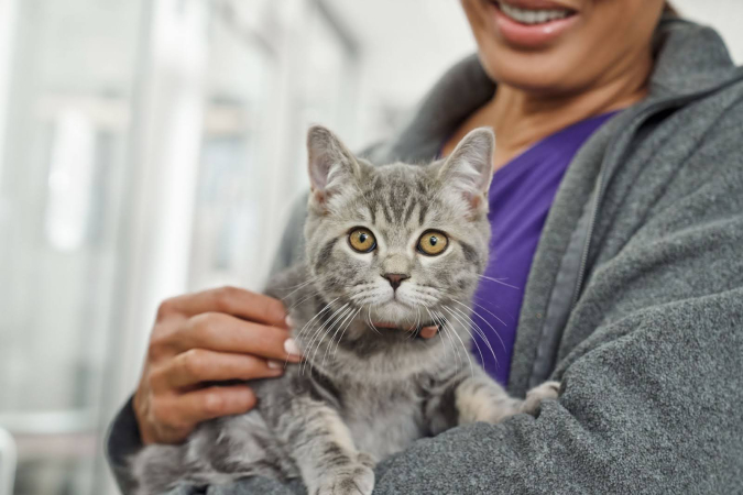 Как взять котенка из приюта