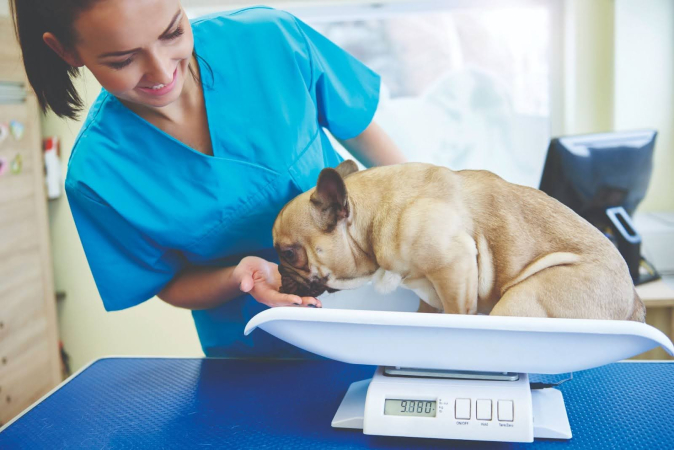 Ожирение у собак