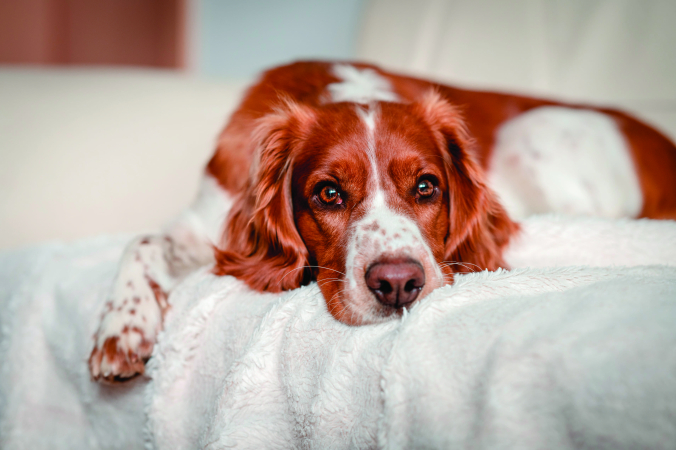 Собака скулит