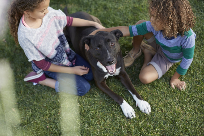 Можно ли собакам шоколад