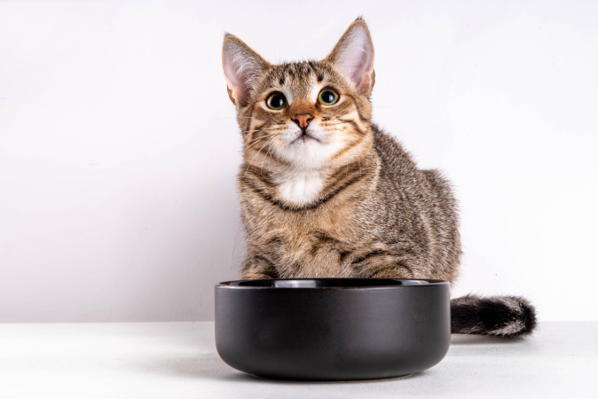 Как хранить корм для кошек