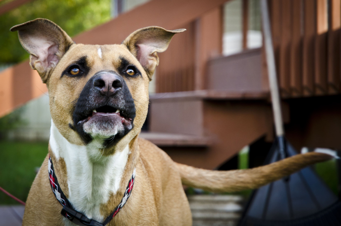 Агрессия у собак