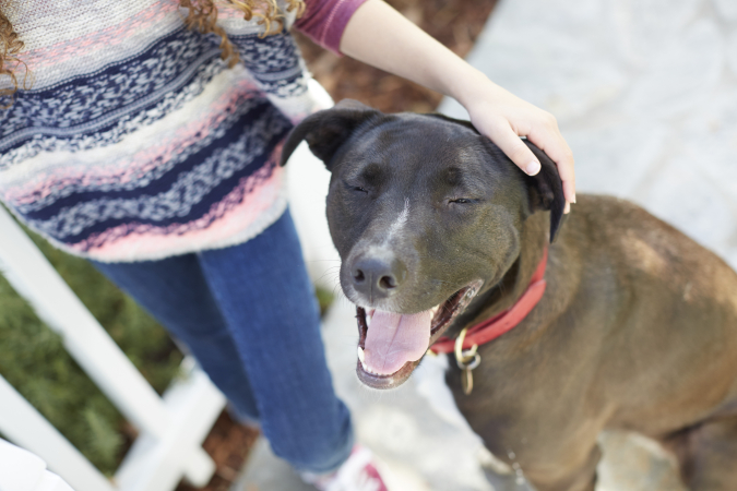 Герпес у собак