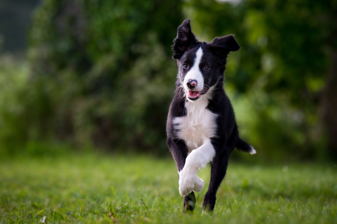 Микоплазмоз у собак