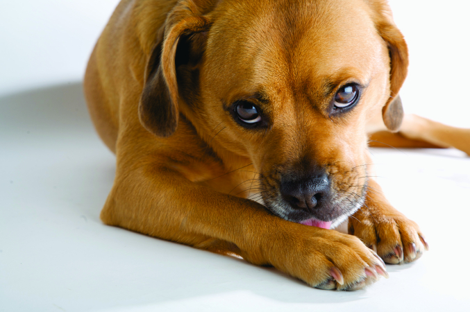 Почему собака постоянно лижет и грызет лапы?