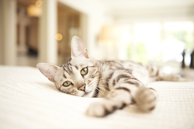 Токсоплазмоз у кошек