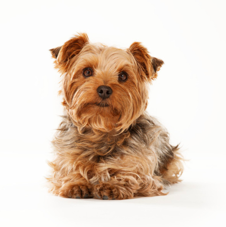 Фото собаки