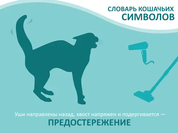 ​Жесты кошек