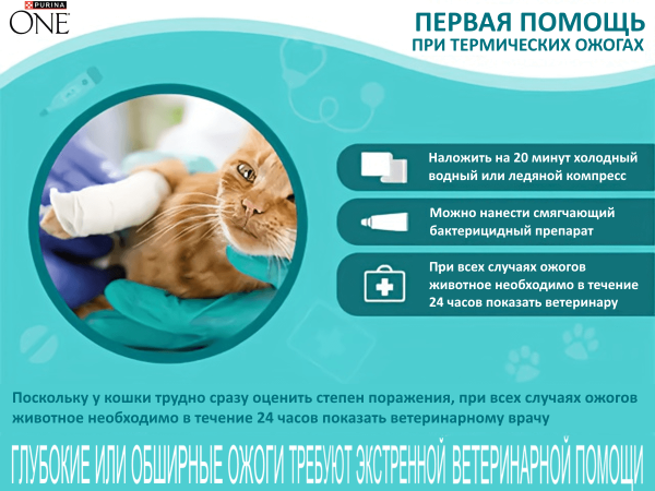 ​Ожоги у кошек