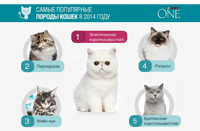 ​Рейтинг популярных пород кошек